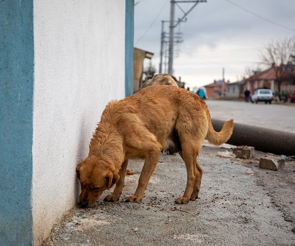 A stray dog on a Puerto Rico street