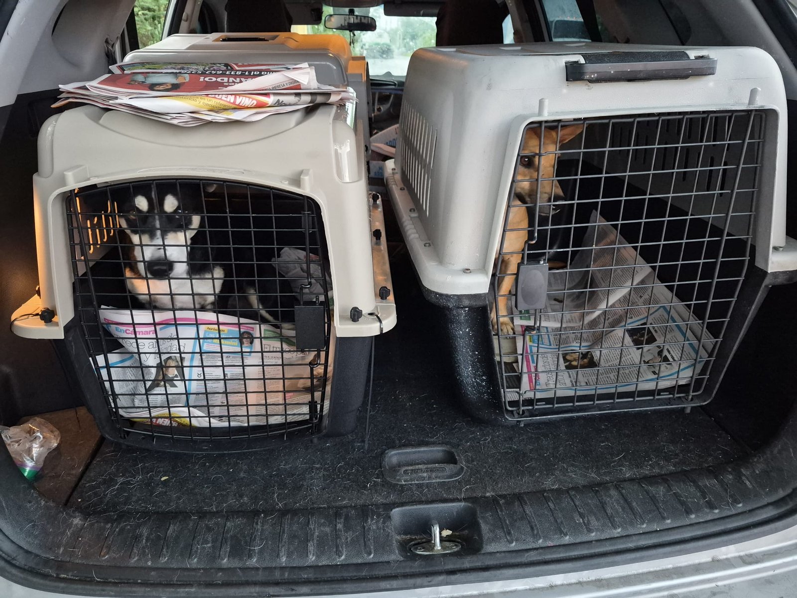 Rescued dogs in transport crates