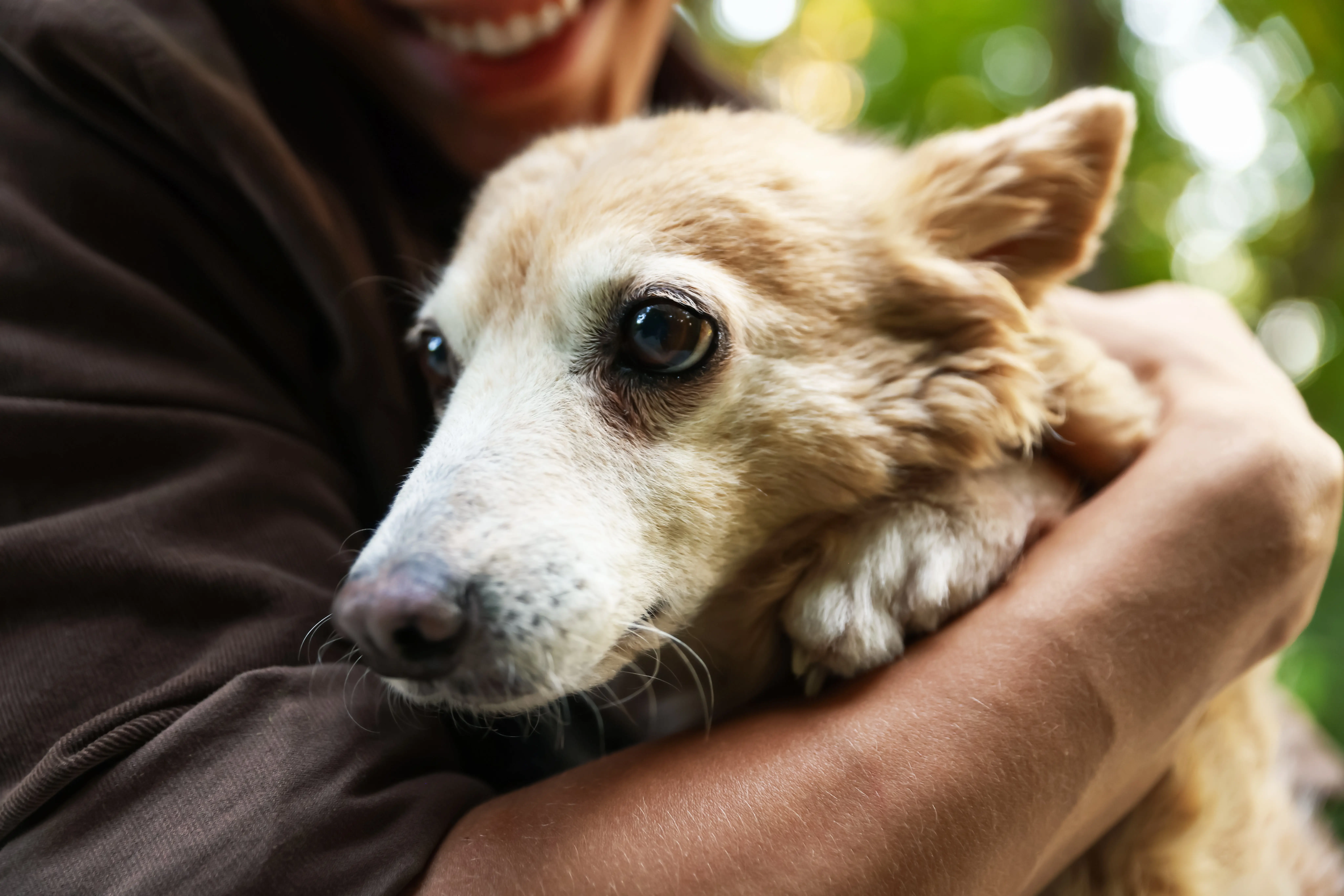 A rescued dog being held close