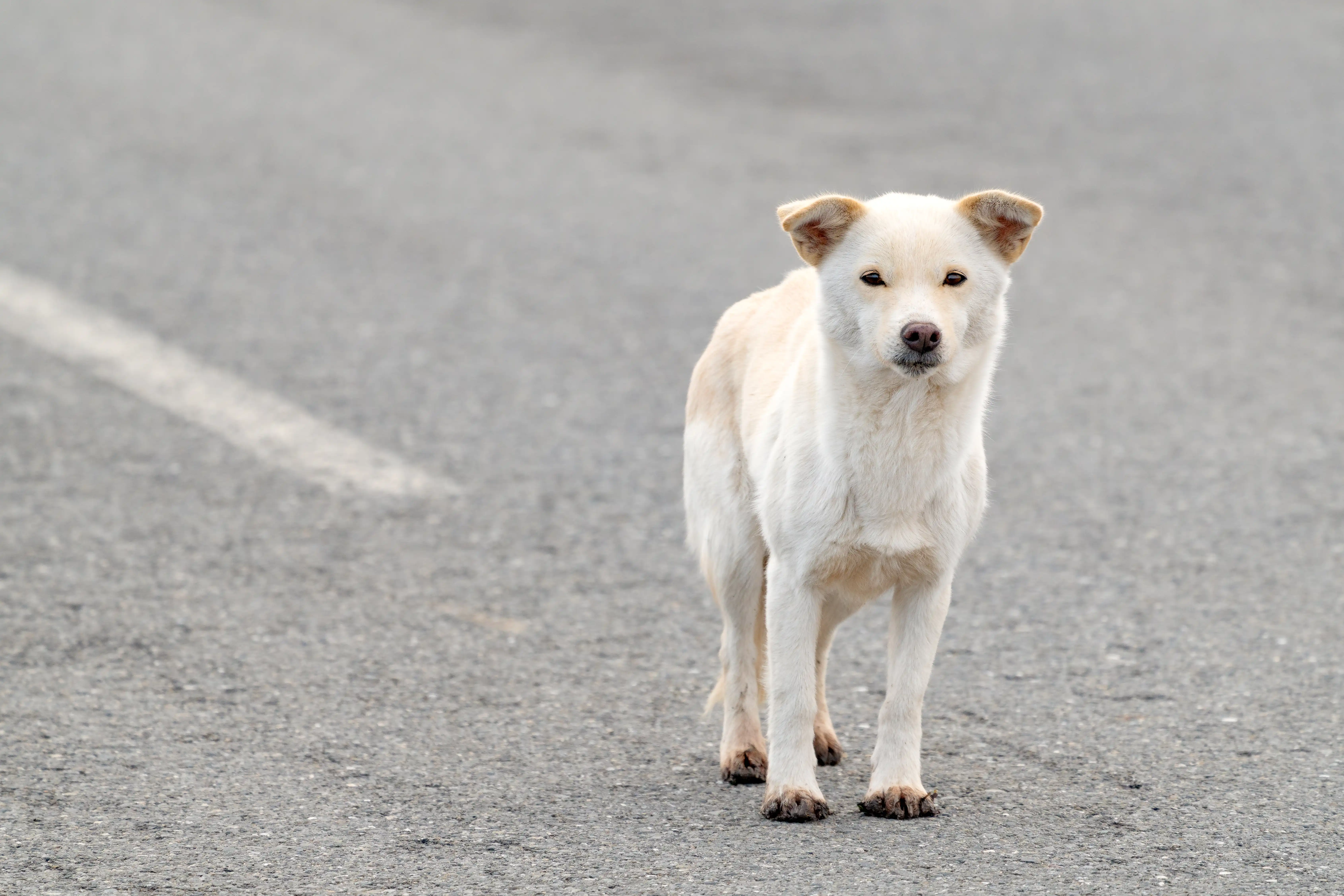 A rescued dog standing on a road in Puerto Rico