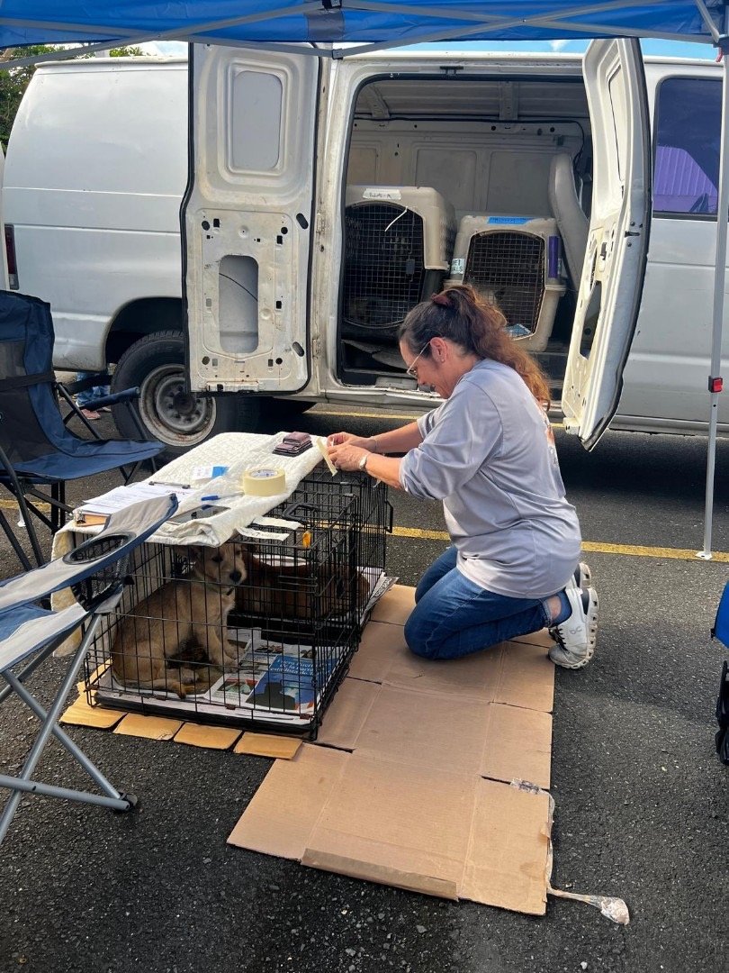 A volunteer caring for rescued animals