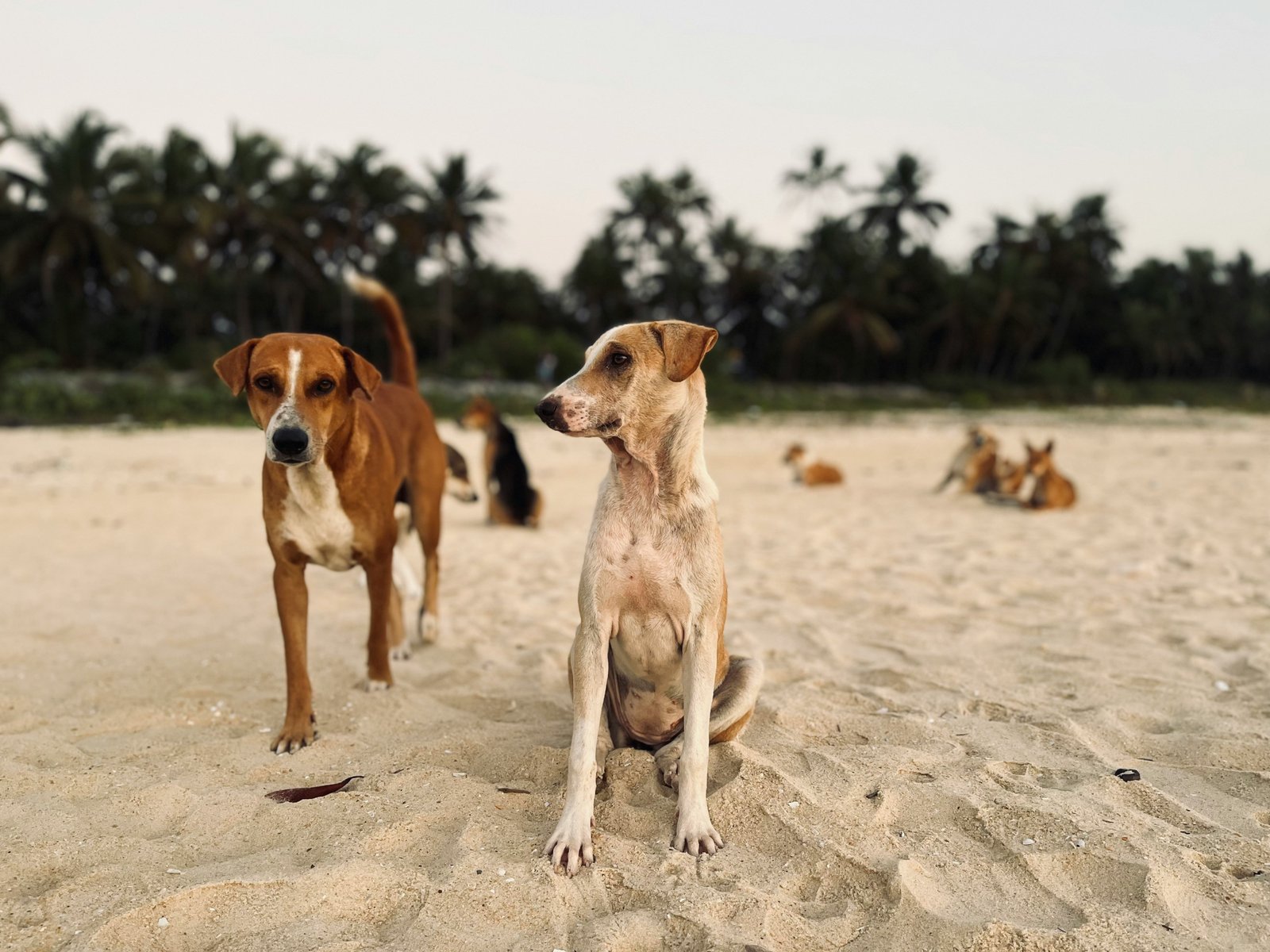 Stray dogs on a Puerto Rico street
