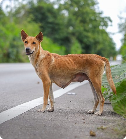 A stray dog standing on a Puerto Rico road