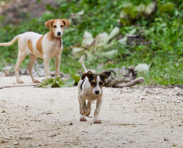Two puppies on a path in Puerto Rico