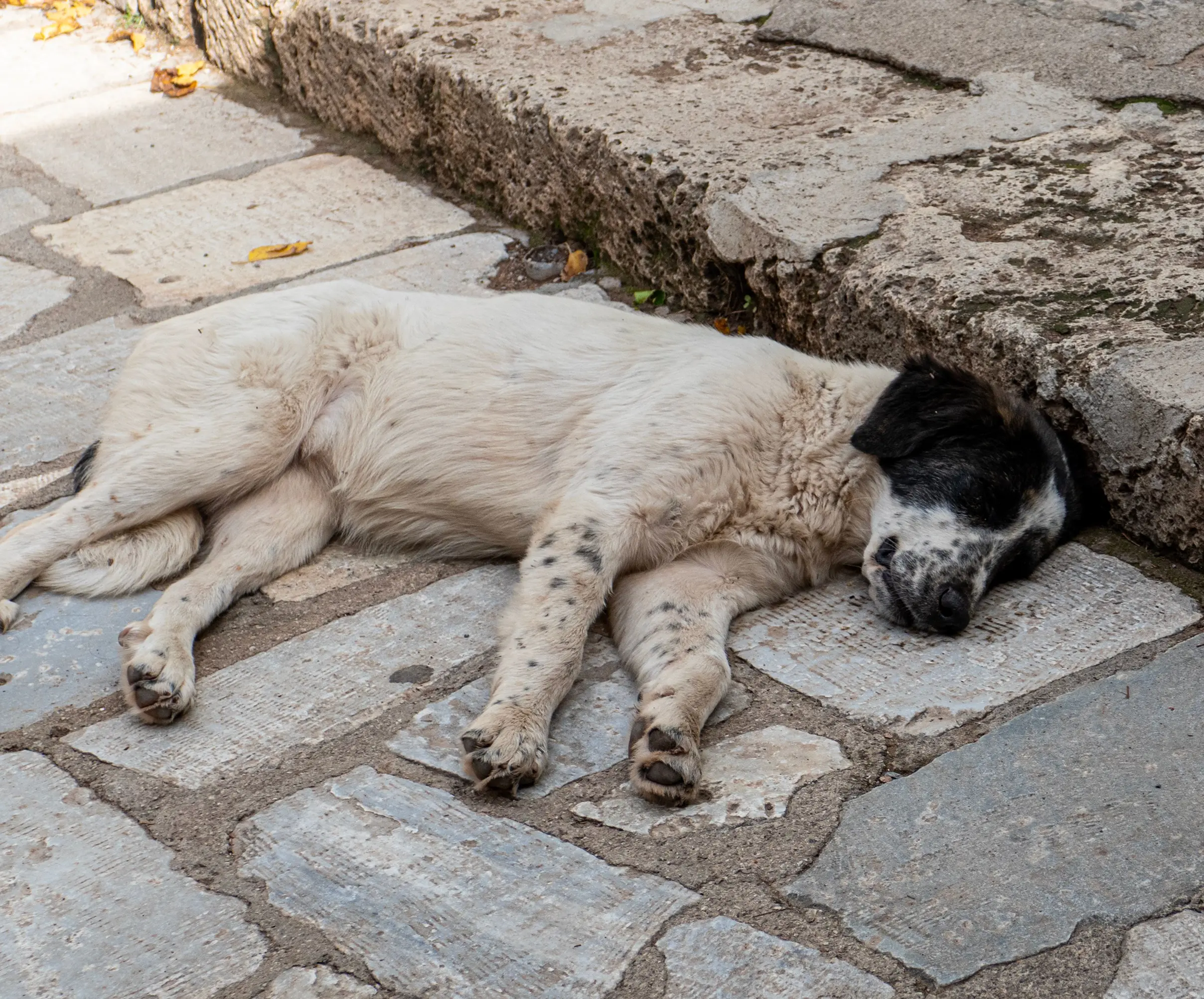 Rescued dog resting at the sanctuary