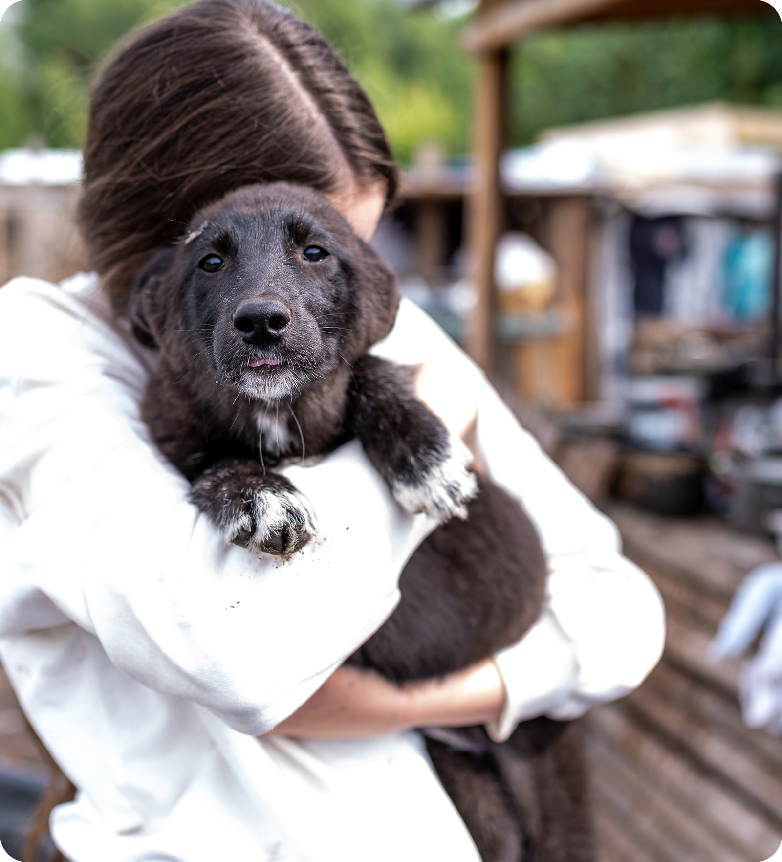 A rescued dog being held at Estancia Tanamá