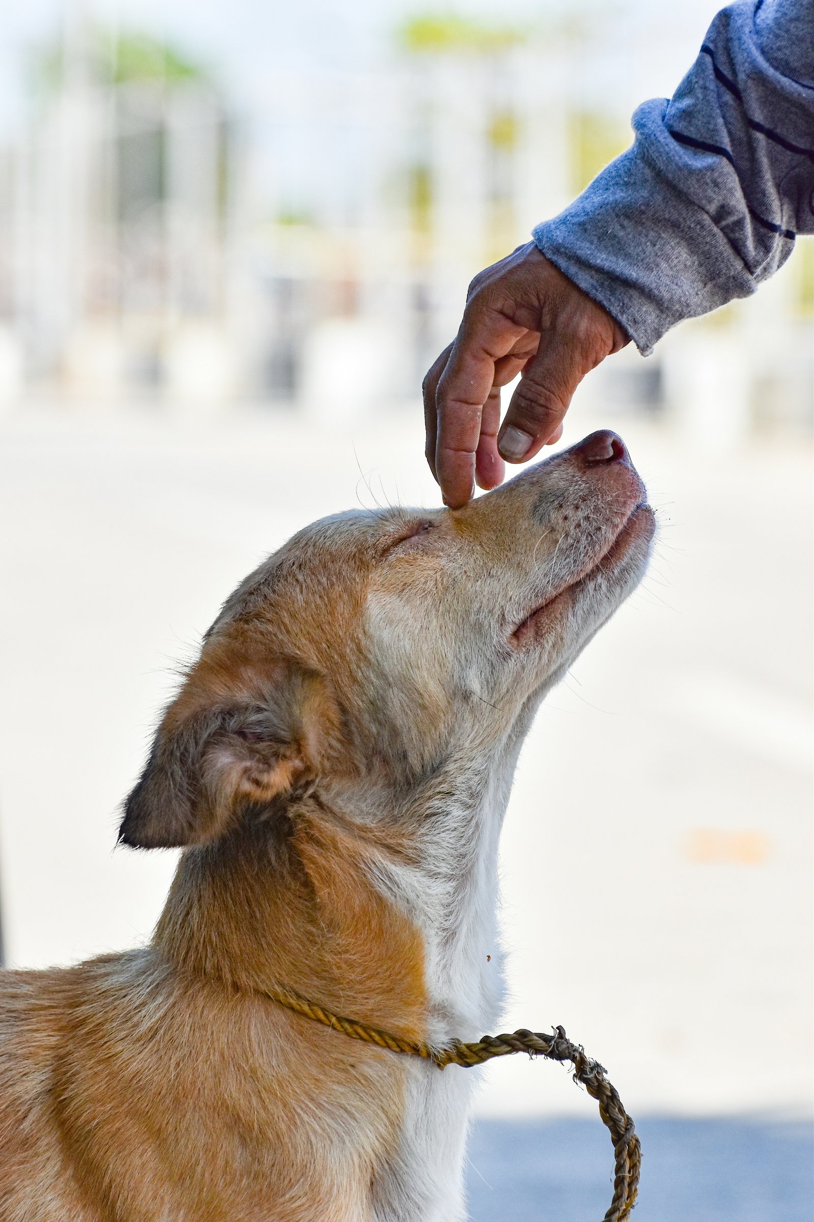 A rescued puppy in Puerto Rico