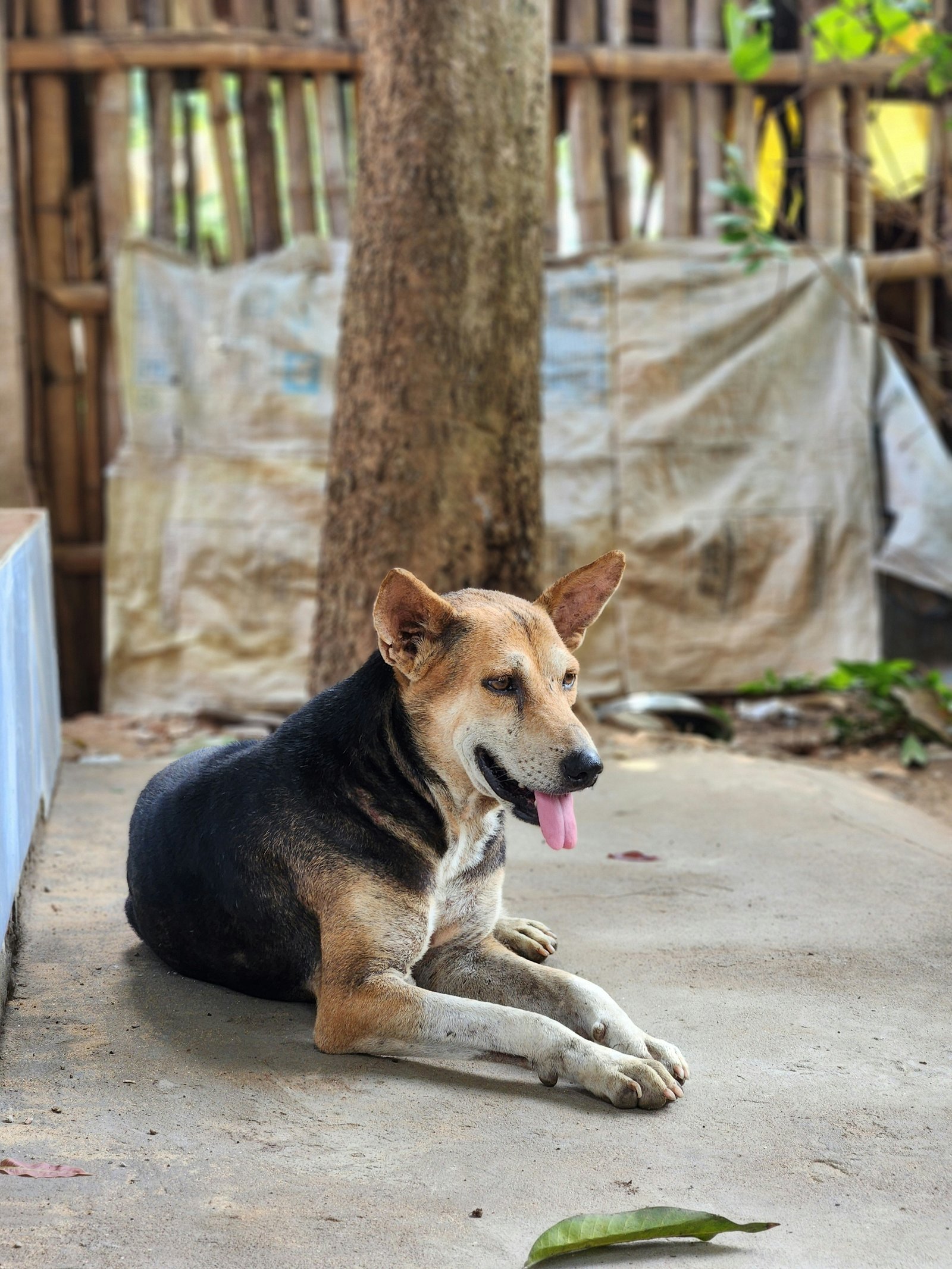 A rescued dog in Puerto Rico