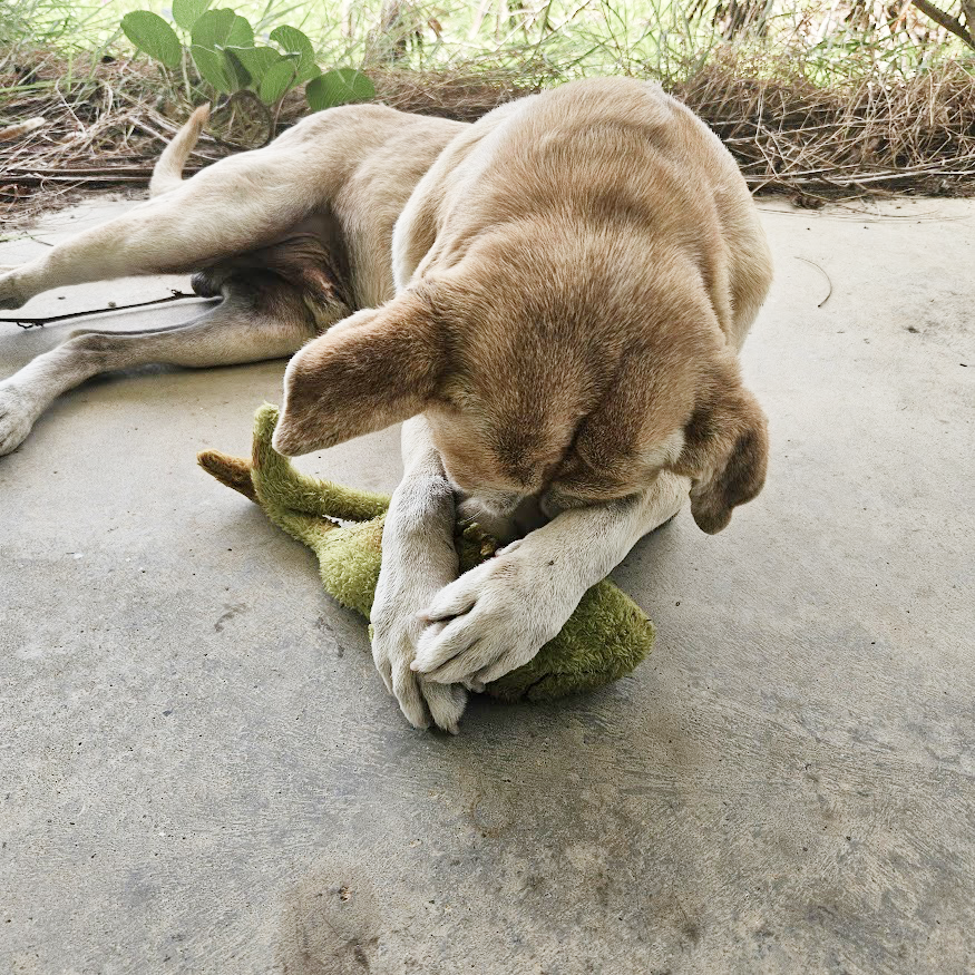 A rescued dog cared for by Estancia Tanamá