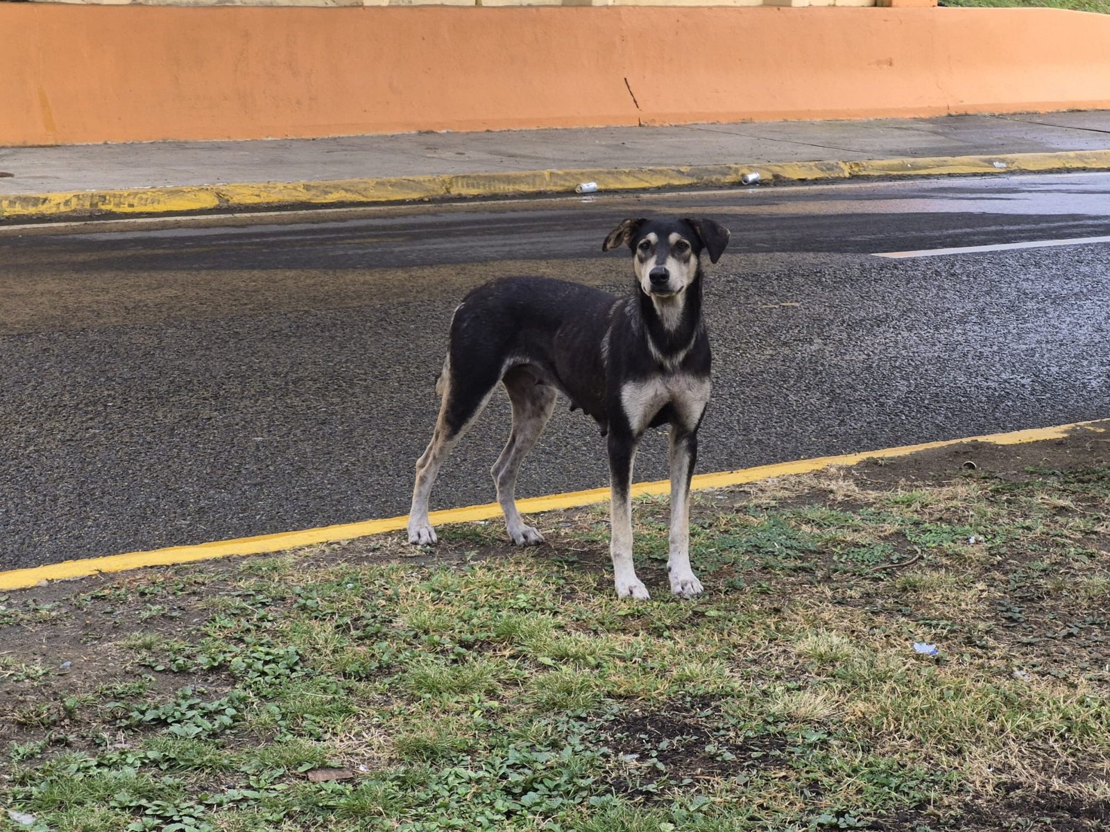 A rescued dog standing on a Puerto Rico road