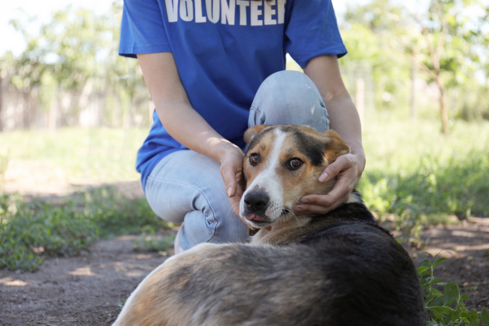 Volunteers caring for rescued animals