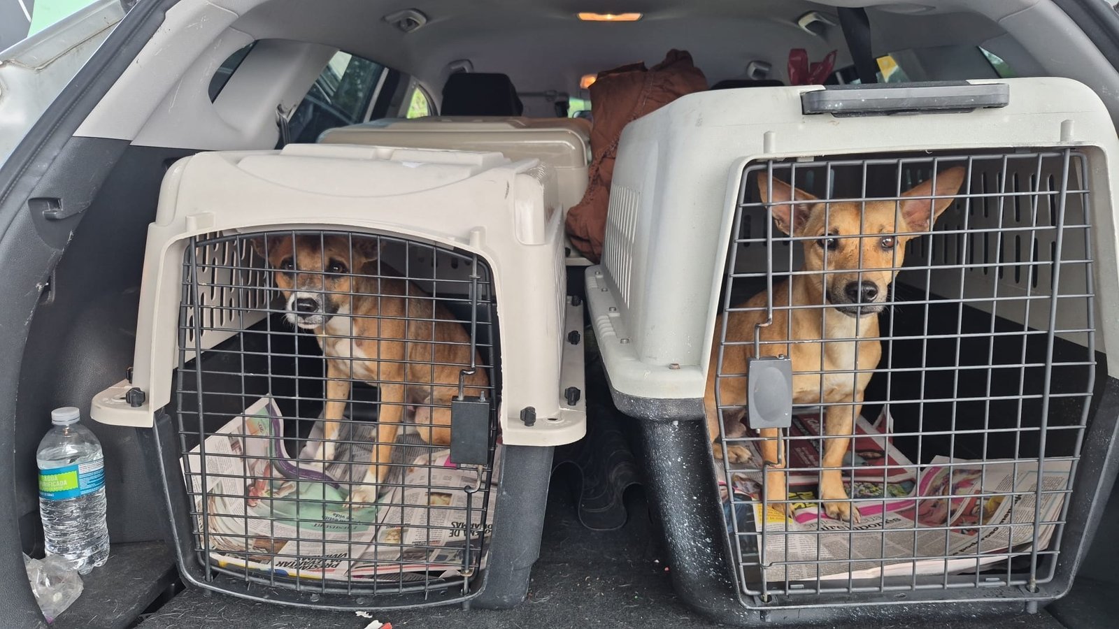 Rescued dogs in transport crates