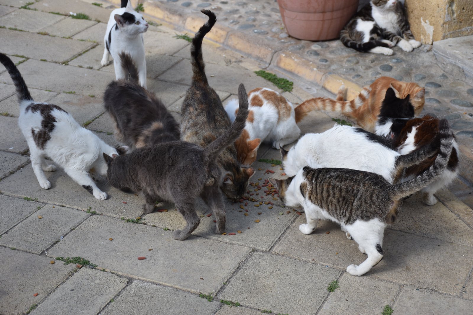 Volunteers caring for rescued animals