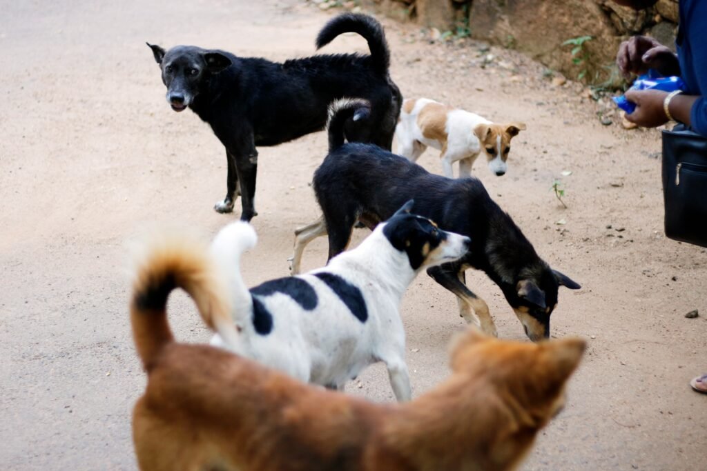 The Numbers Behind Puerto Rico’s Stray Crisis