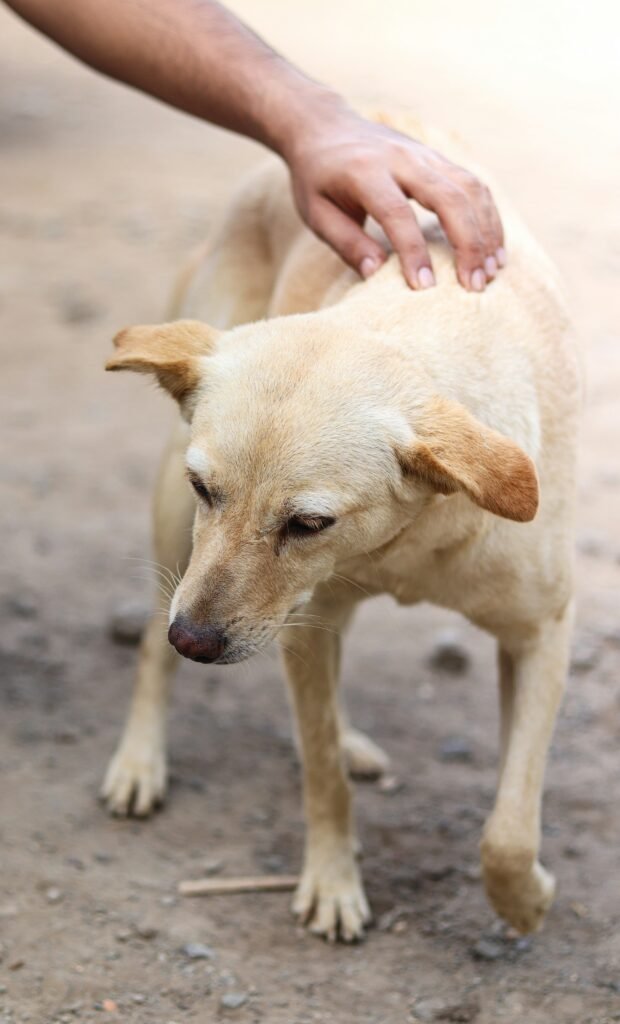 a dog with a hand on its back
