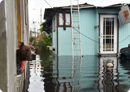 Hurricane Maria