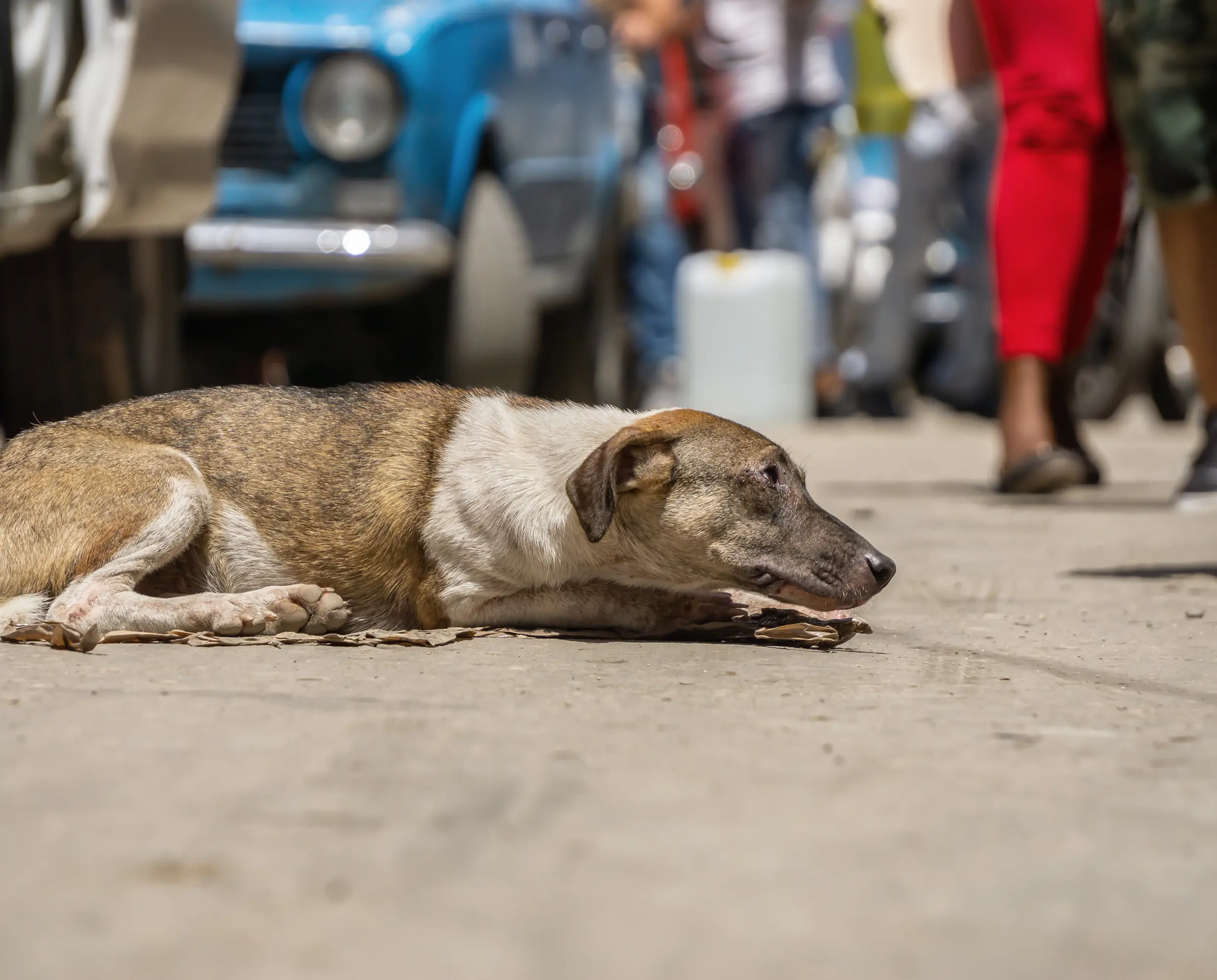 A volunteer caring for a rescued animal at Estancia Tanamá