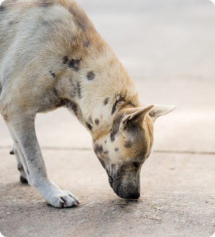 A rescued stray dog in Puerto Rico