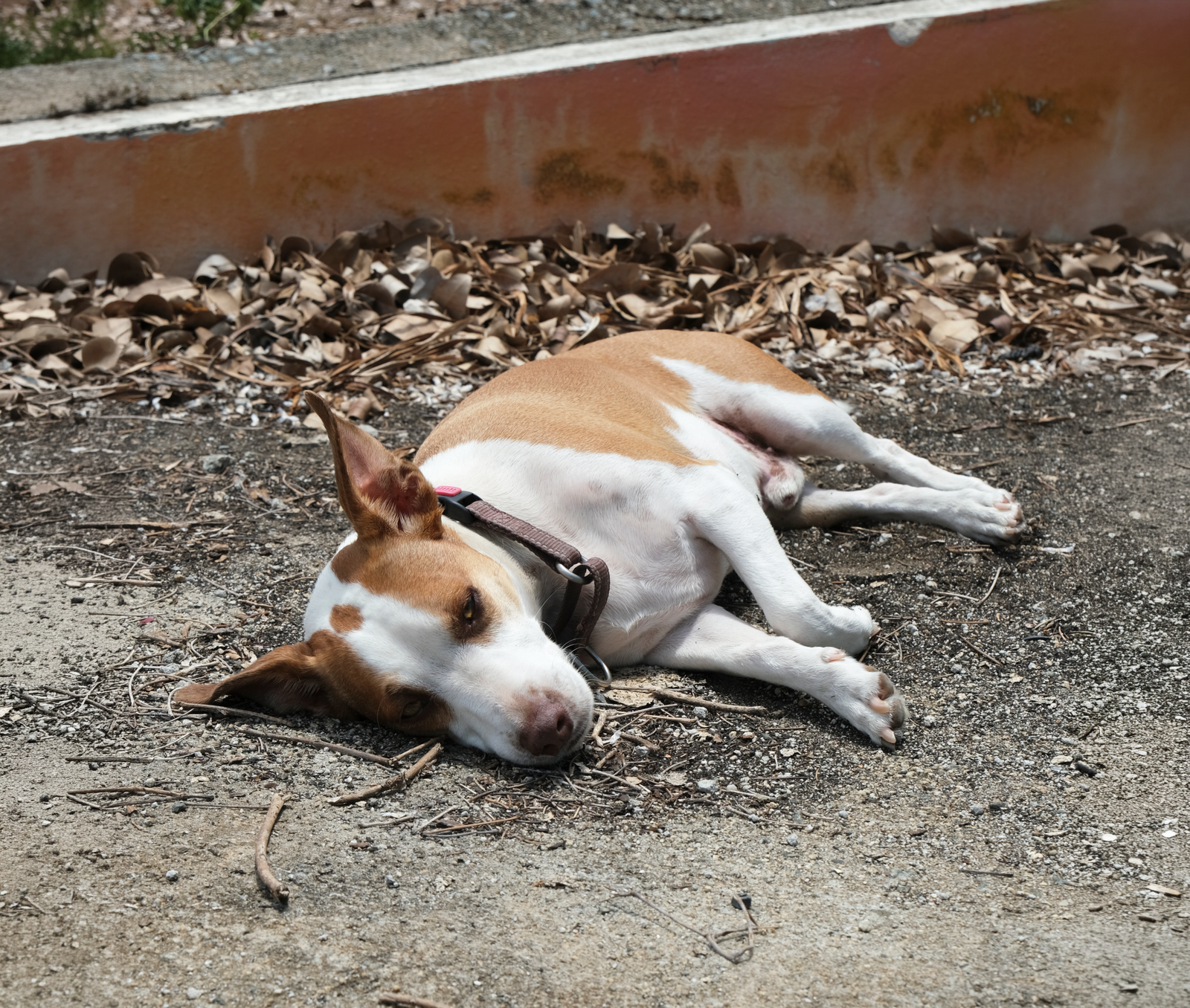 A rescued puppy resting in a crate