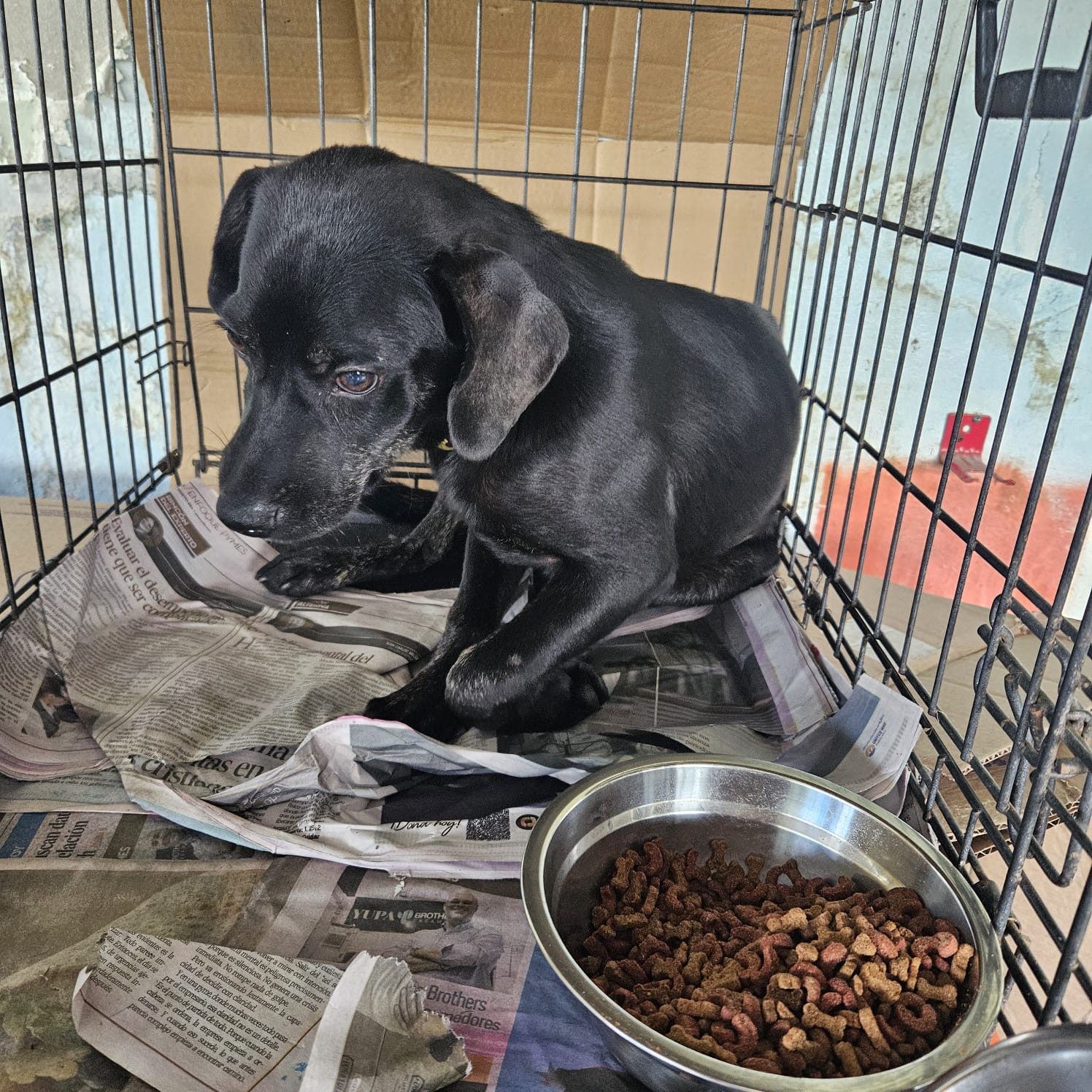 black dog in a cage with a bowl of kibble