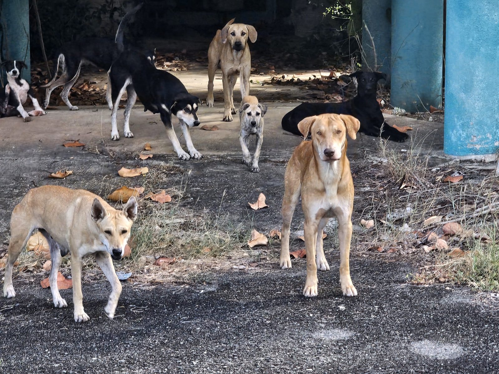 Volunteers caring for rescued animals