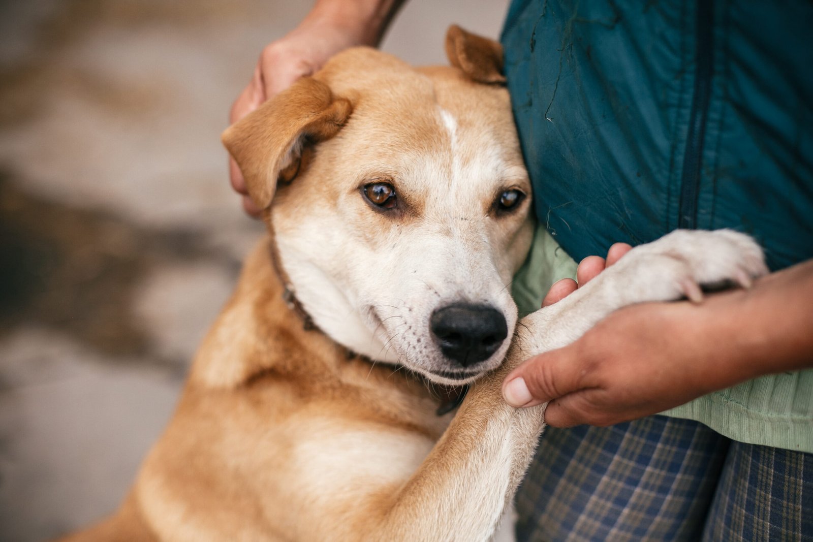 A rescued stray dog in Puerto Rico