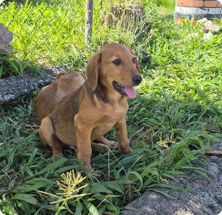 A rescued puppy sitting in the grass
